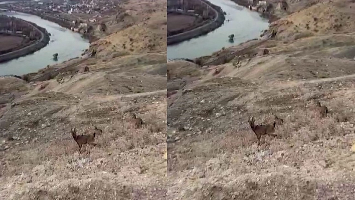 Palu'nun doğasında koruma altındaki dağ keçileri görüldü