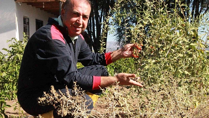 Pandemi döneminde aldığı çorak araziyi tropikal meyve bahçesine çevirdi