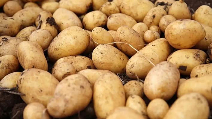 Patates seçiminde dikkat:  Sağlık riski taşıyor