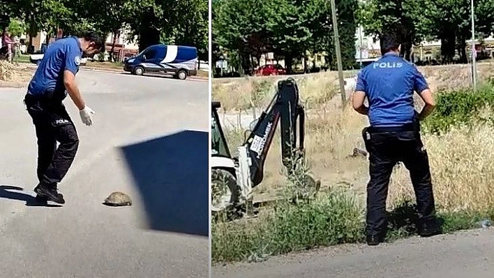 Polisin kaplumbağa duyarlılığı