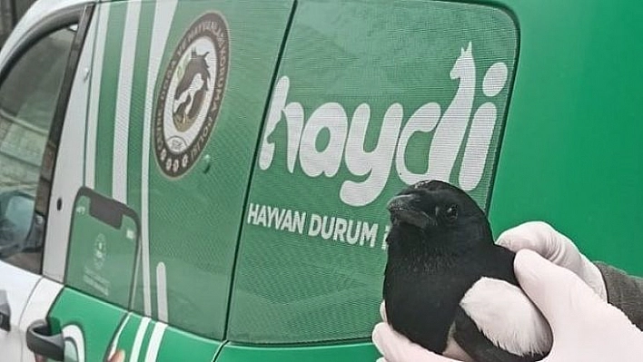 Polisten kargaya şefkat eli