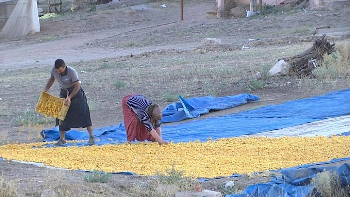 'Sarı altın' hasadında çiftçinin yüzü gülüyor