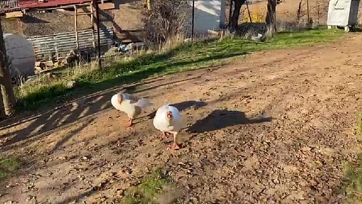 Sayaç okumak için eve giden personel, kaz saldırısı sonucu neye uğradığını şaşırdı