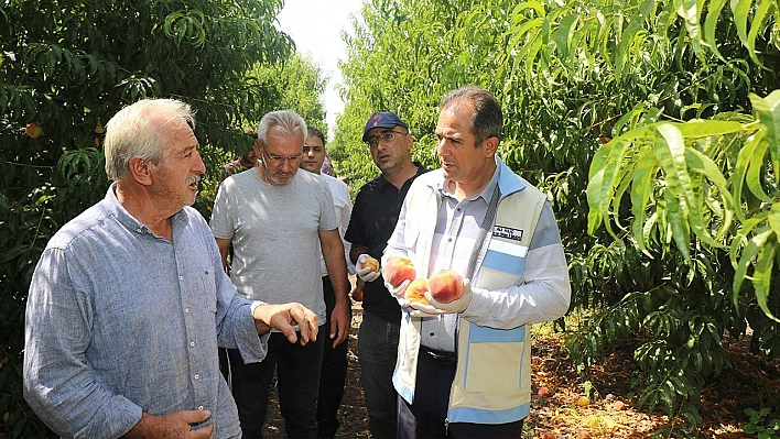 Şeftali Entegre Bahçelerinde Hasat Devam Ediyor