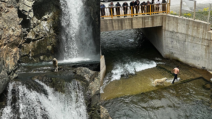 Şelalede Mahsur Kalan Köpeği Belediye Ekipleri Kurtardı 