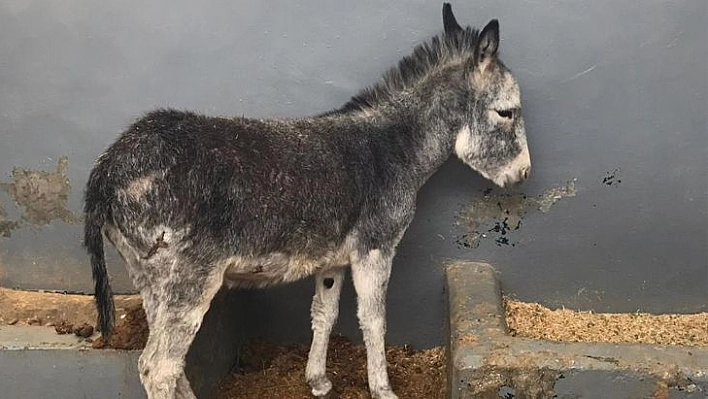 Sevimli Sıpa Hayvan Hastanesinin Yeni Maskotu Oldu