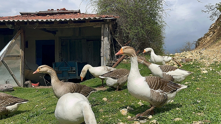 Siparişlere yetişemiyor! Bu hayvanın yumurtasını kargoyla gönderiyor