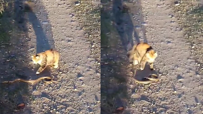 Sizce Elazığ'ın Kedisi mi Yılanı mı ?