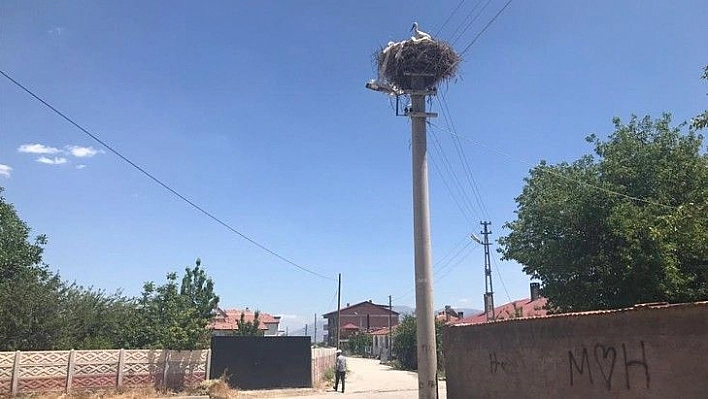 Sokağın simgesi 'Beyaz Pamuk ve Leylek Baba' yavrularıyla görüntülendi