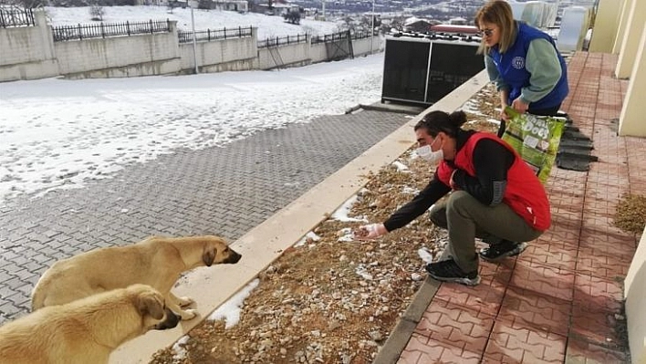 Sokak hayvanlarına yiyecek desteği