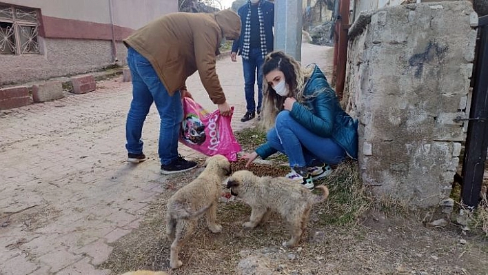 Sokak hayvanlarına yiyecek desteği