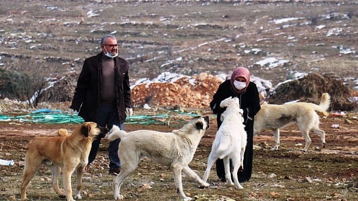 Sokak köpeği silahla vurularak öldürülmüş halde bulundu