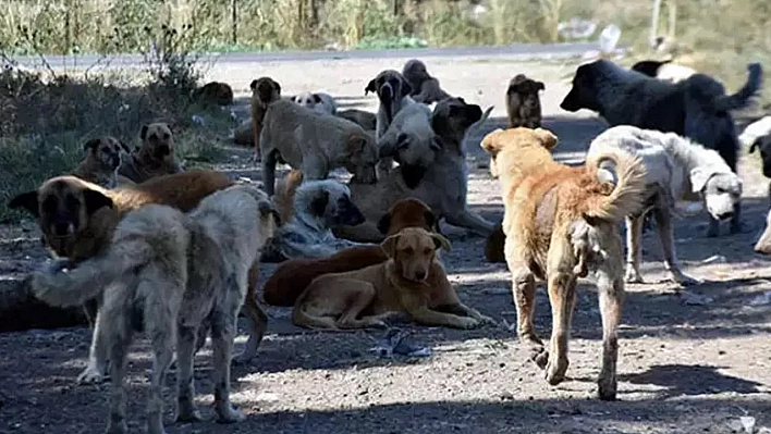 Sokak Köpekleri Düzenlemesi Komisyondan Geçti!