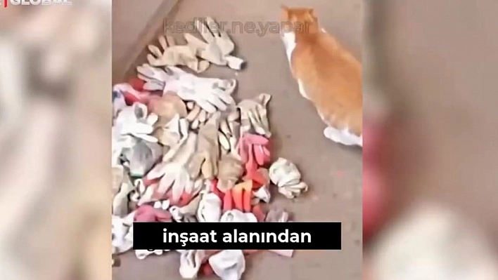 Şükranlığını Eldiven Çalarak Gösteren Kedi