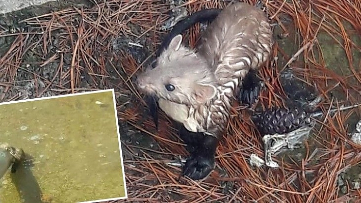 Sulama havuzunda mahsur kalan sansar, plastik boru ile kurtarıldı