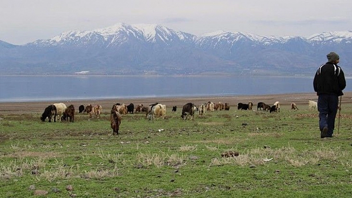 Suların çekildiği baraj havzası hayvanlara otlak oldu