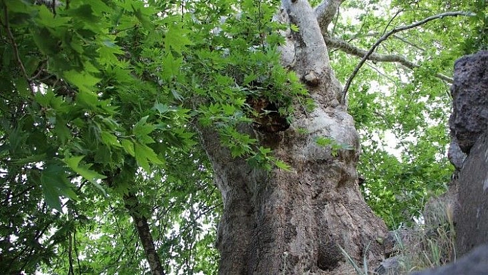 Tam bin yıllık çınar, 22 metre gövdeye sahip