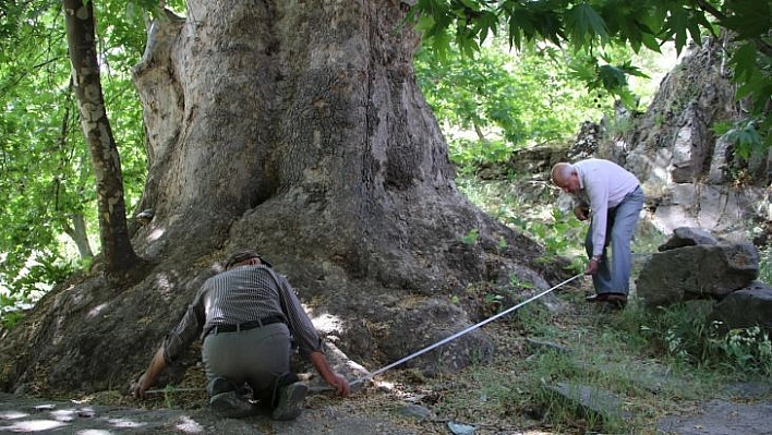 Tam bin yıllık çınar, 22 metre gövdeye sahip