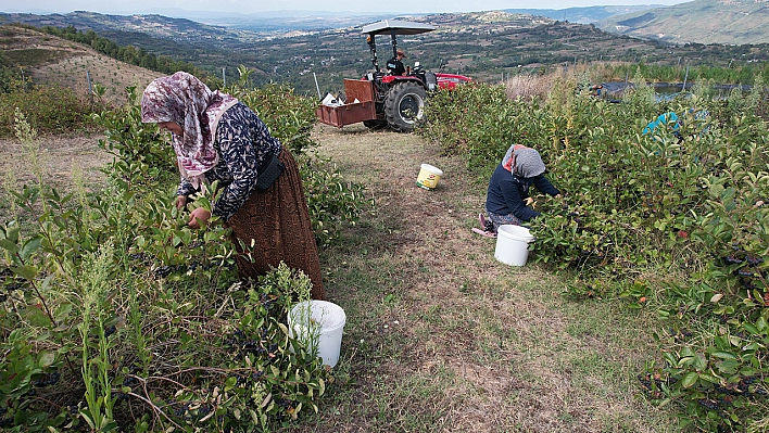 Tansiyona, şekere, kolesterole iyi geliyor! Doğal hücre yenileyici için pazar arıyorlar