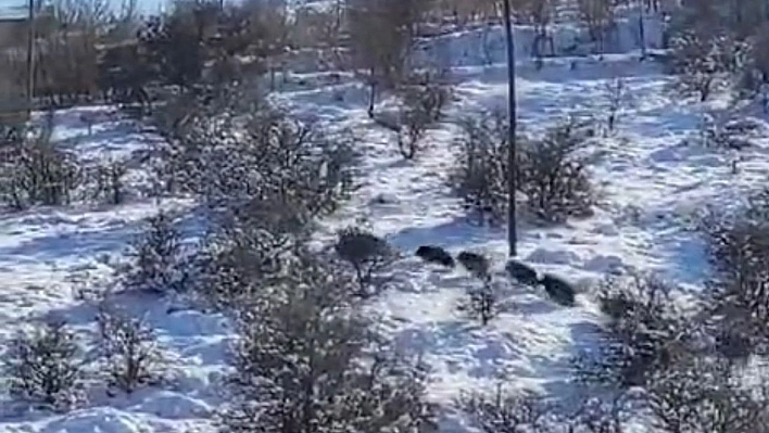 Tarihi Harput'ta yiyecek arayan domuz sürüsü