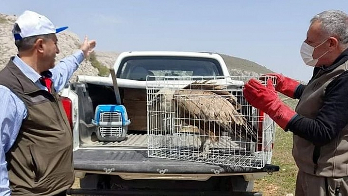 Tedavisi Tamamlanan Akbaba Doğaya Bırakıldı