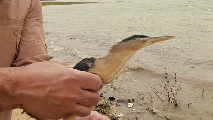 Tedavisi Tamamlanan Balaban Kuşu Doğaya Bırakıldı