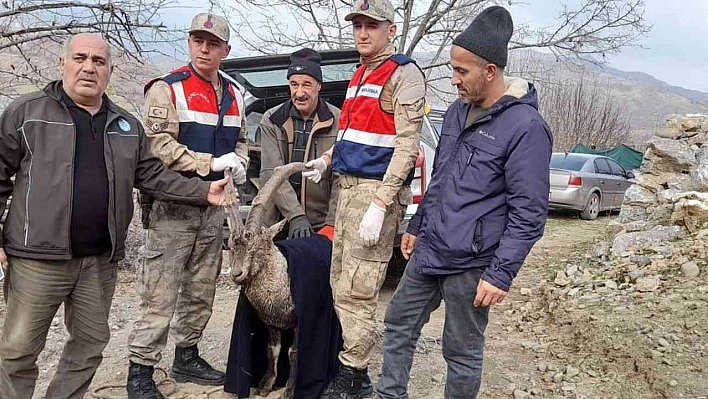 Tedavisi tamamlanan dağ keçisi doğaya salındı