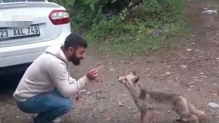 Tilkiye kraker yediren vatandaşın gülümseten anları