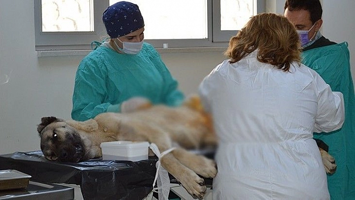 Trafik kazasında 2 ayağı kırılan köpek, ameliyat ile sağlığına kavuştu