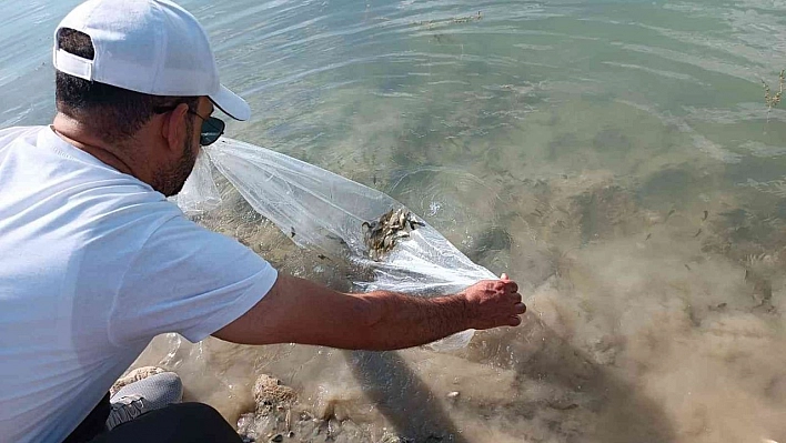 Tunceli'de 100 bin adet pullu sazan yavrusu gölete bırakıldı