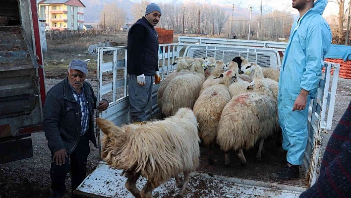 Tunceli'de 16 üreticiye 400 koyun dağıtıldı