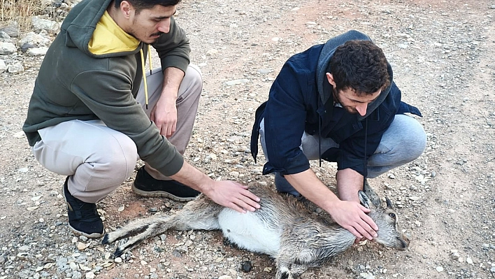 Tunceli'de 2 kuzen, yaralı yavru dağ keçisini 3 kilometre sırtlarında taşıdı