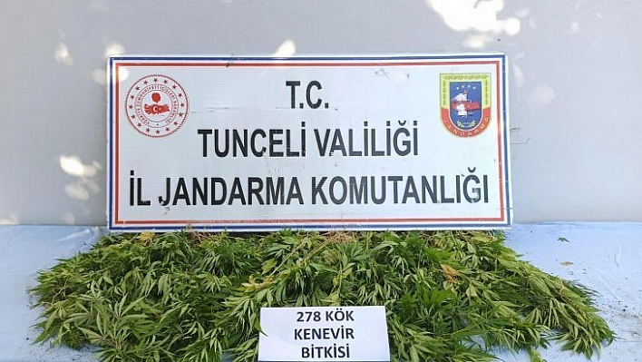 Tunceli'de 278 kök kenevir ele geçirildi