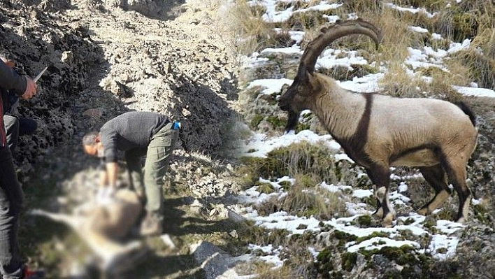 Tunceli'de 7 yaban keçisi daha ölü bulundu