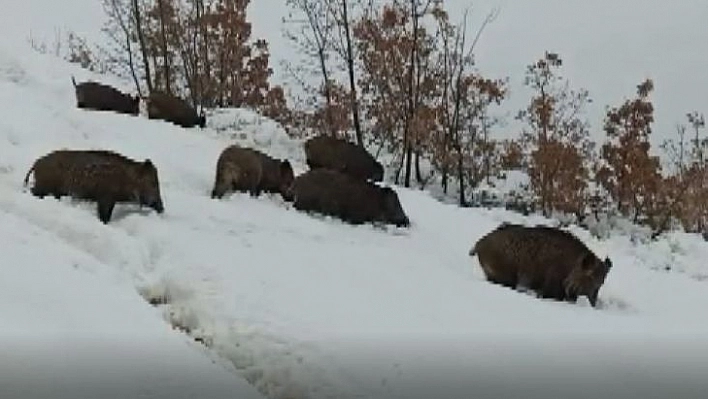 Tunceli'de aç kalan yaban domuzları sürü halinde merkeze indi