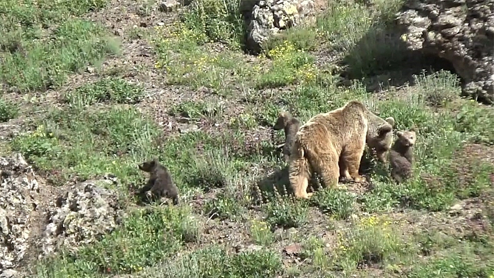 Tunceli'de anne ayı ve 3 yavrusu yiyecek ararken görüntülendi