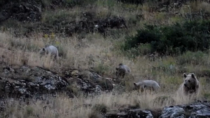 Tunceli'de anne bozayı, 3 yavrusu ile birlikte görüntülendi