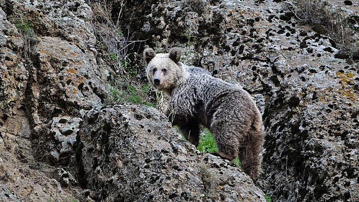 Tunceli'de Ayı saldırısından köpekler sayesinde kurtuldu