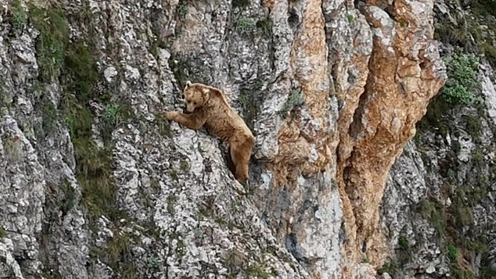 Tunceli'de ayının performansı dağcılara parmak ısırttı