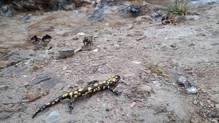 Tunceli'de benekli semender görüntülendi