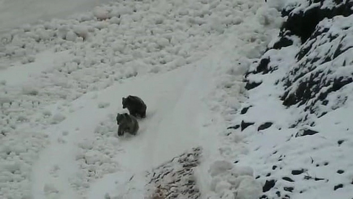 Tunceli'de boz ayıların kar keyfi