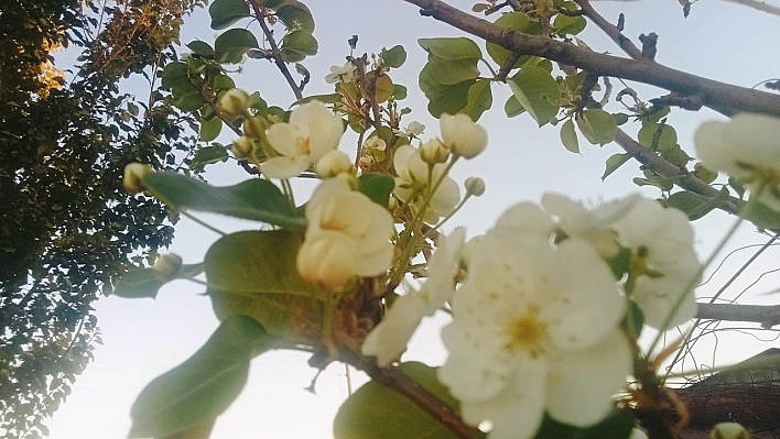 Tunceli'de çiçek açan armut ağacı şaşırttı