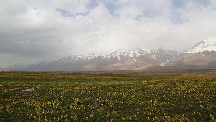 Tunceli'de çiçeklerin renk cümbüşü