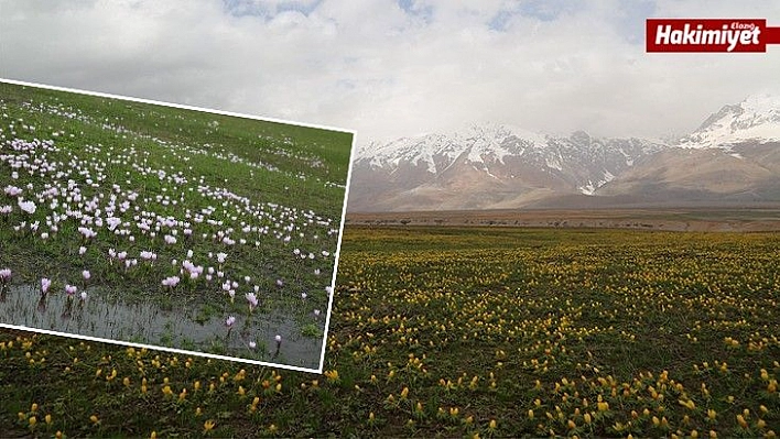 Tunceli'de çiçeklerin renk cümbüşü