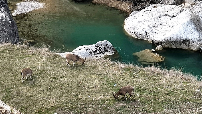 Tunceli'de dağ keçileri görenlerin içini ısıttı