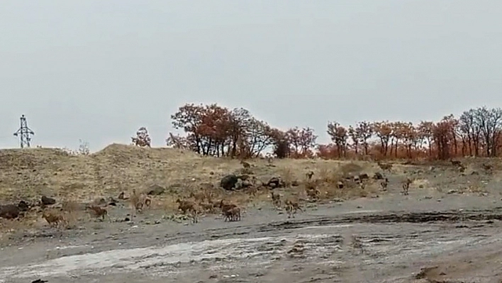 Tunceli'de dağ keçisi sürüsü görüntülendi