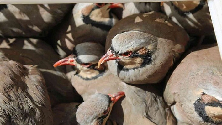 Tunceli'de doğaya 200 kınalı keklik salındı