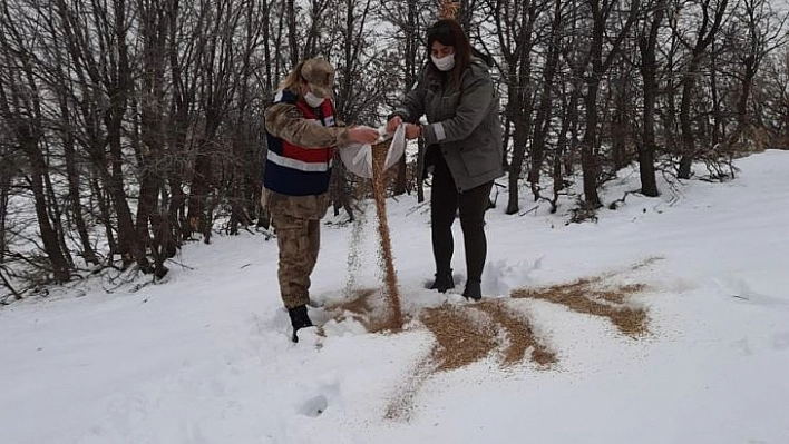 Tunceli'de doğaya keklik ve yem bırakıldı