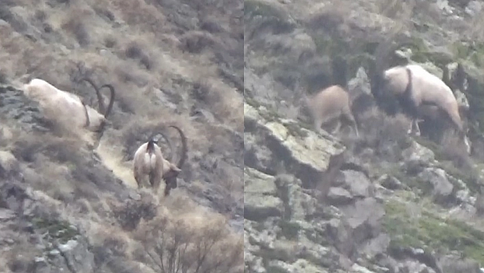 Tunceli'de Görüntülenen Yaban Tekeleri İhtişamıyla Görenleri Mest Etti