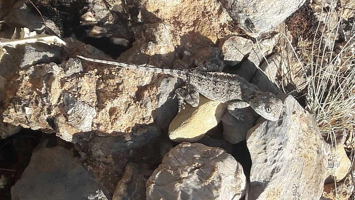 Tunceli'de kırmızı listede bulunan 'Bozkır Keleri' görüldü